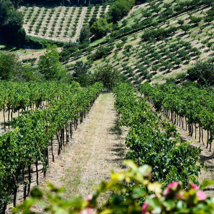 Podere Baratta agriturismo e cantina Collinello Esterno foto